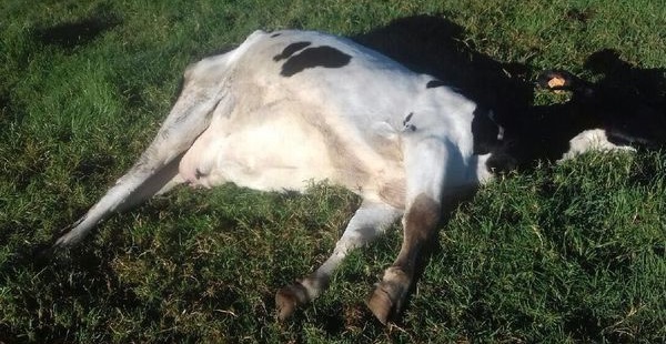 Tunisie – Bouargoub : Forte mortalité de bétail : Les éleveurs lancent un cri de détresse
