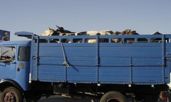Tunisie – Arrestation d’un individu et saisie de vaches destinées à la contrebande