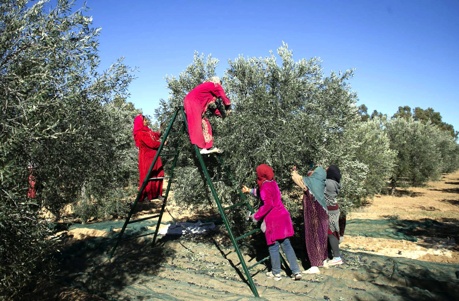 Bizerte: Les préparatifs vont bon train pour la saison de la récolte des olives