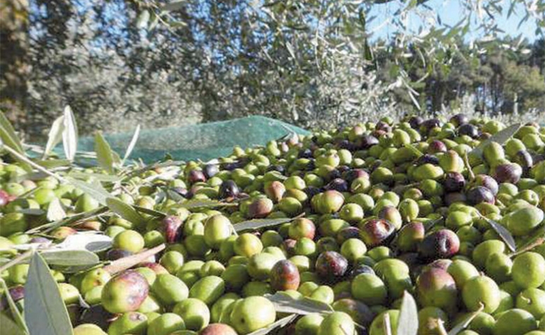 Kasserine-Olives: Des prévisions de production estimées à 28 000 tonnes (Audio)