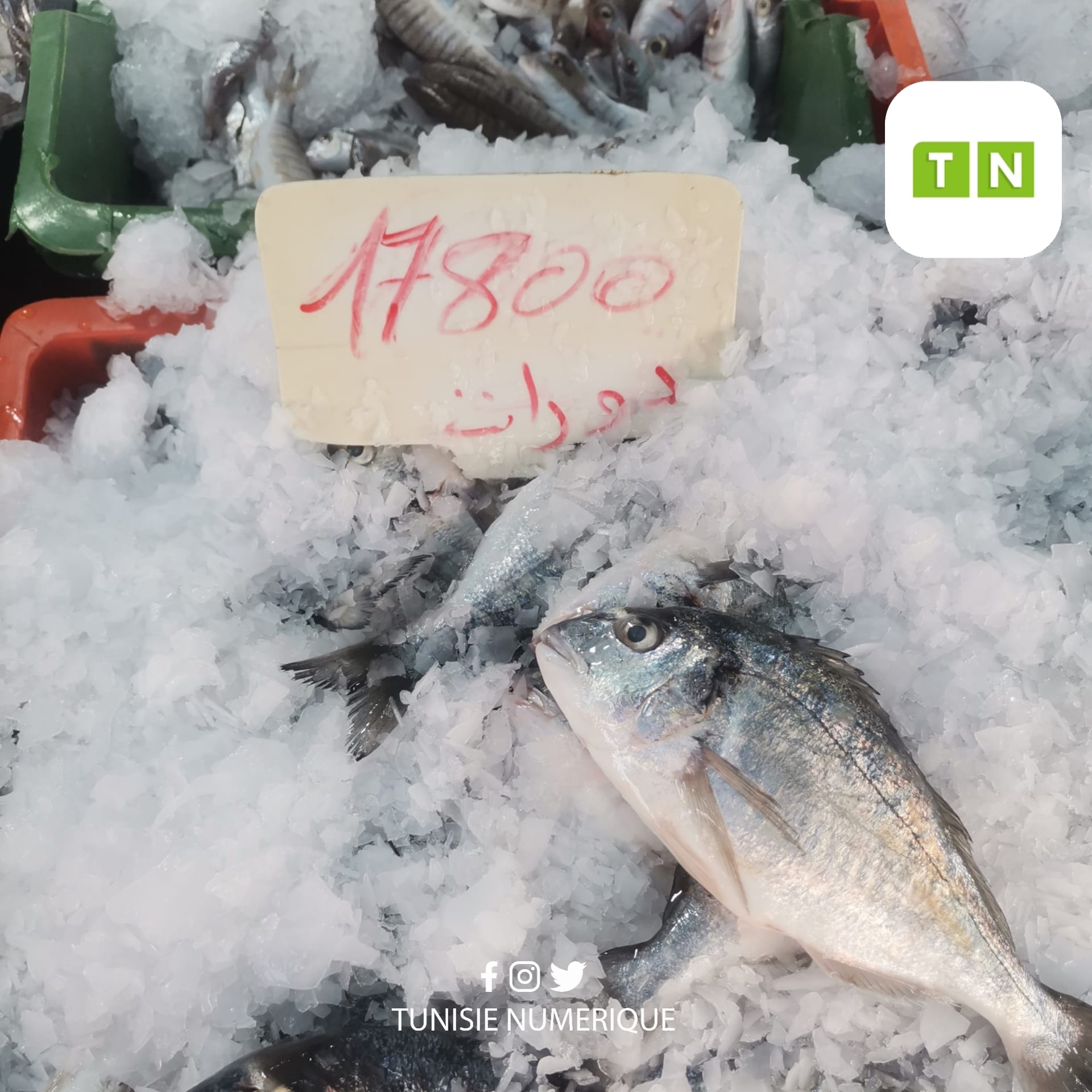 Prix ​​de fruits et légumes au marché de Beja (Photos)