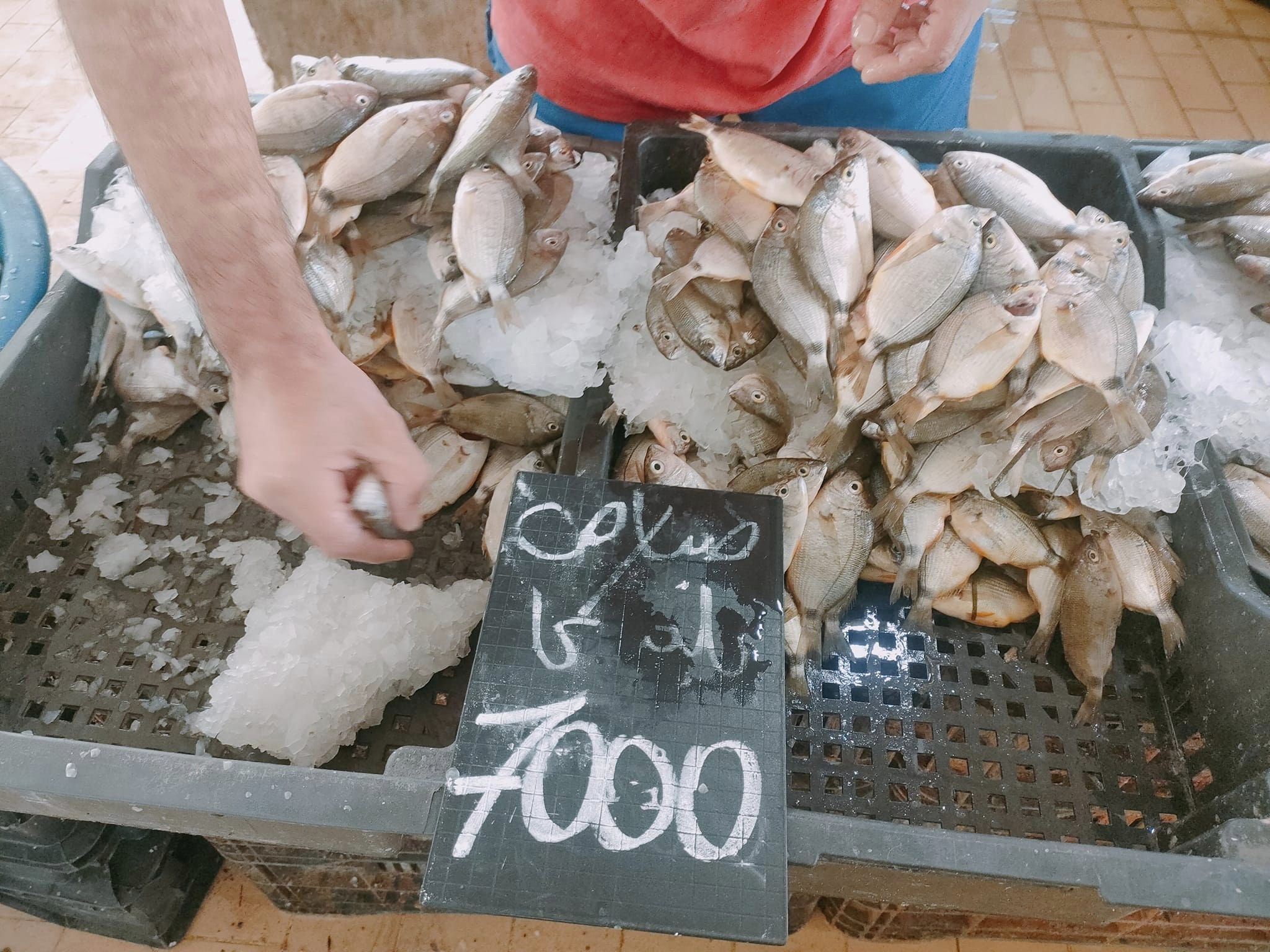 Sfax : Prix des poissons au marché Beb Jebli [Photos]
