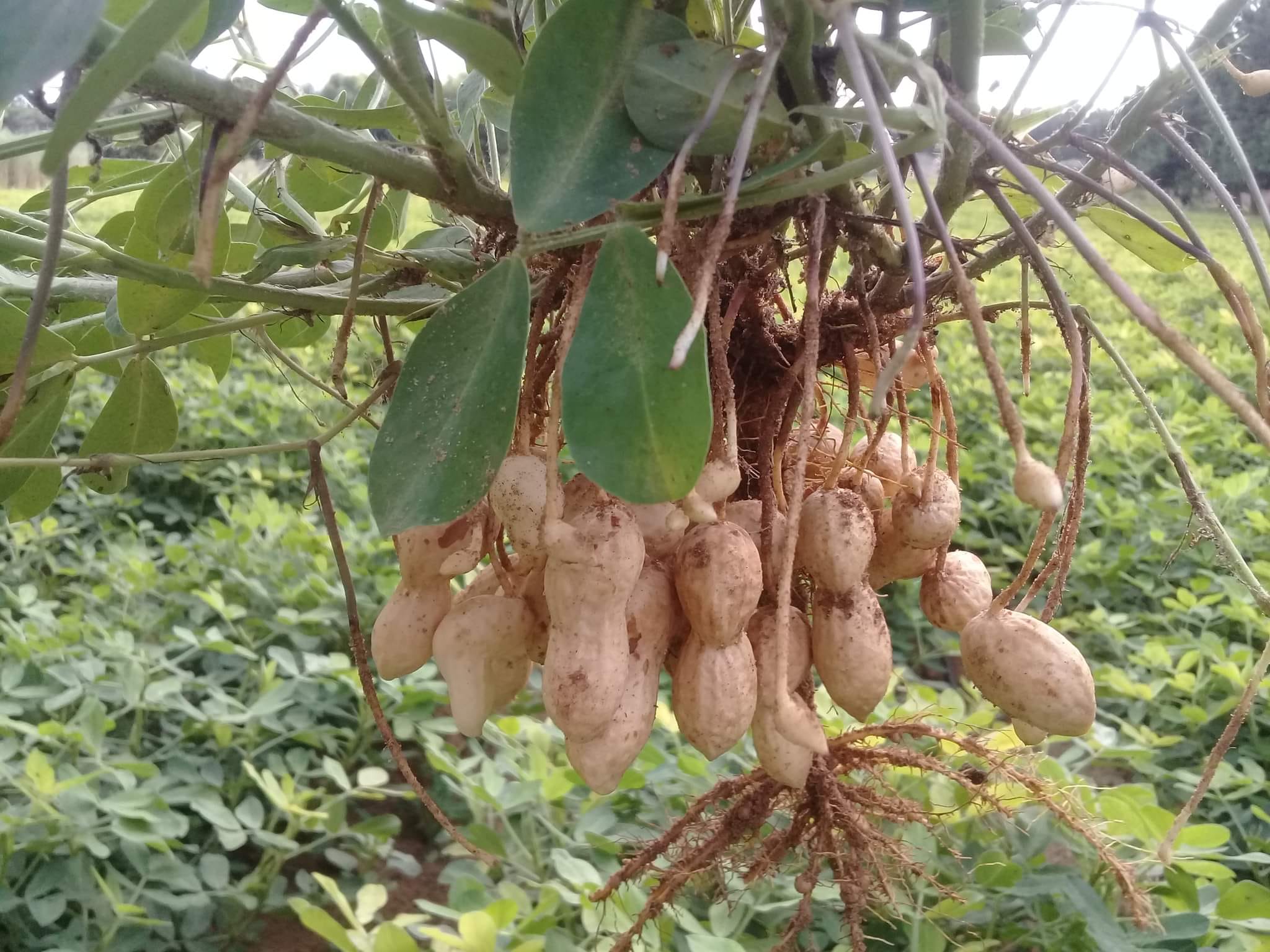 Cap Bon: Démarrage de la récolte de la cacahuète [Photos