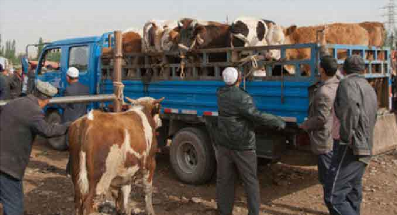 Gafsa: Mise en échec d’une tentative de contrebande de bovins vers l’Algérie