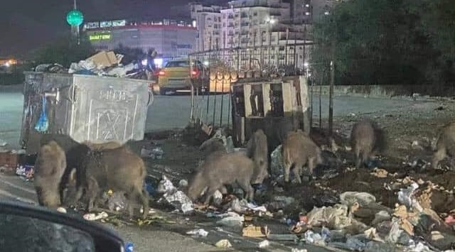 Tunisie – L’image du jour