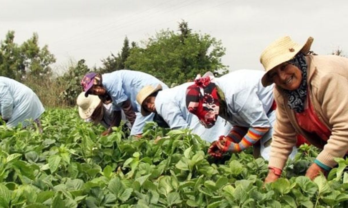 Des crédits de 520 mille dinars destinés à de sources de revenus féminines approuvés