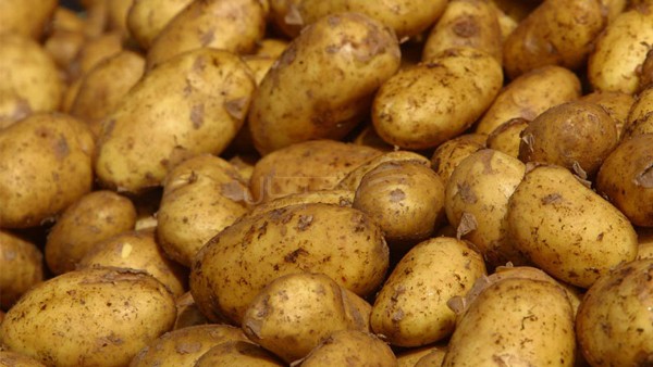 Nabeul: La saison de production de pommes de terre est en deçà des attentes