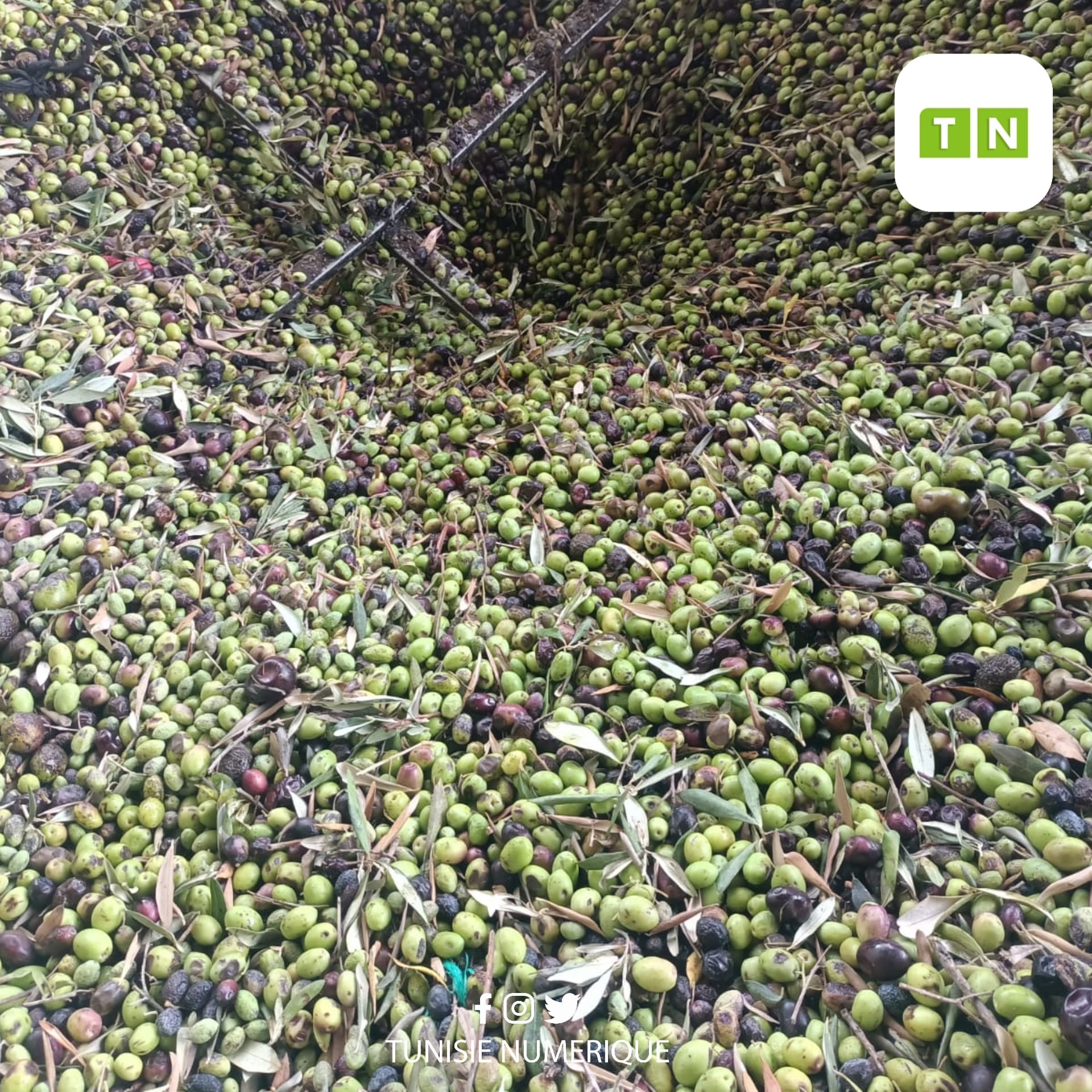 La récolte des olives est estimée à 29 mille tonnes à Zaghouan