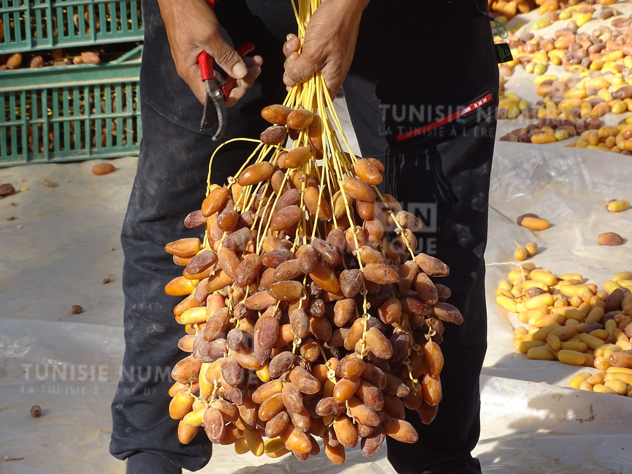 Kébili: Début de la saison de la récolte des dattes (Photos)