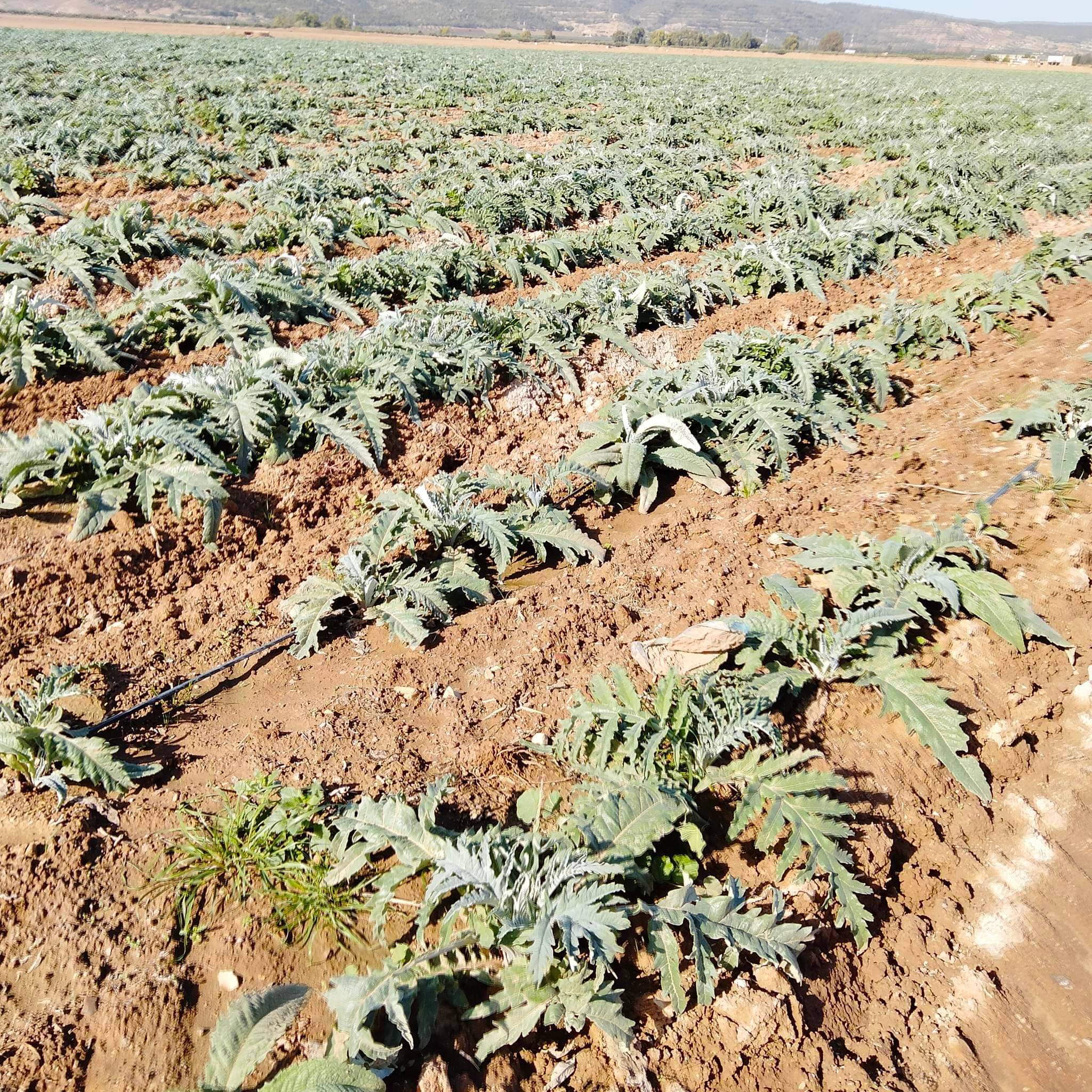 Manouba : Récupération d’une ferme domaniale agricole de 142 he