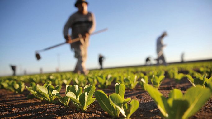 COP 27 : Pour une agriculture résiliente au changement climatique