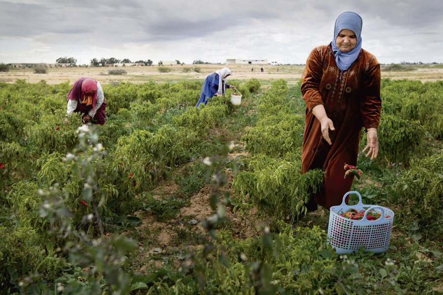Sidi Bouzid: 38 ouvrières agricoles ont bénéficié de projets d’autonomisation économique
