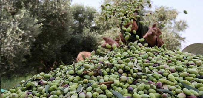 La Tunisie huitième pays exportateur d’olives