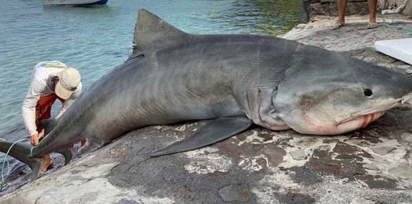 Tunisie – La mer est devenue infestée de requins blancs
