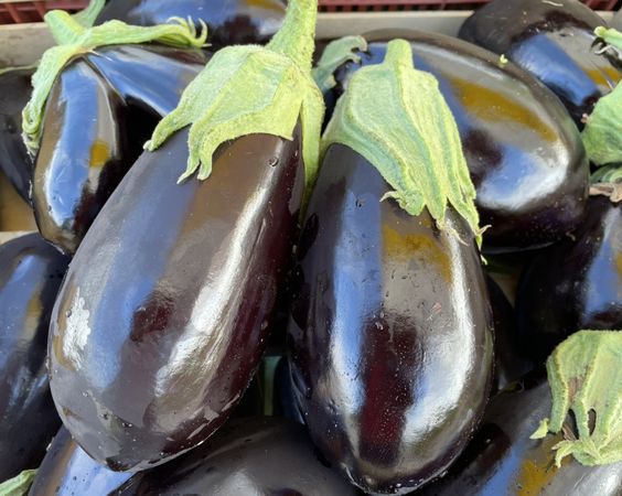 L’aubergine : Caractéristiques , bienfaits et utilisations