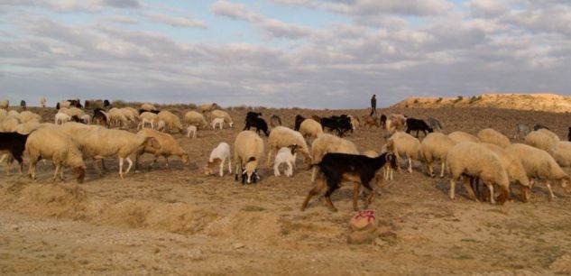 Tunisie – Siliana : Arrestation du meurtrier d’un berger