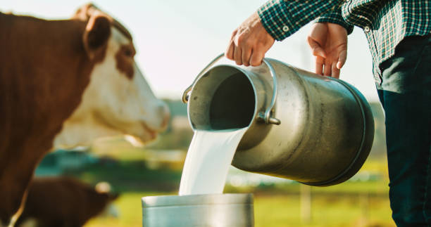 Tunisie – L’UTAP revendique une augmentation de 800 millimes au litre de lait à la production