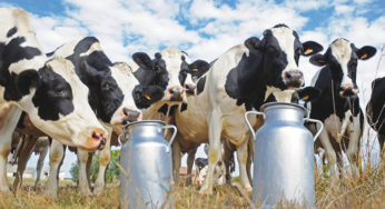 La Tunisie ne connaîtra pas de pénurie de lait au mois de Ramadan