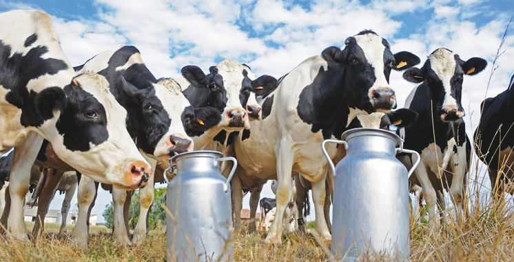 La Tunisie dispose d’un stock stratégique de 20 millions de litres de lait