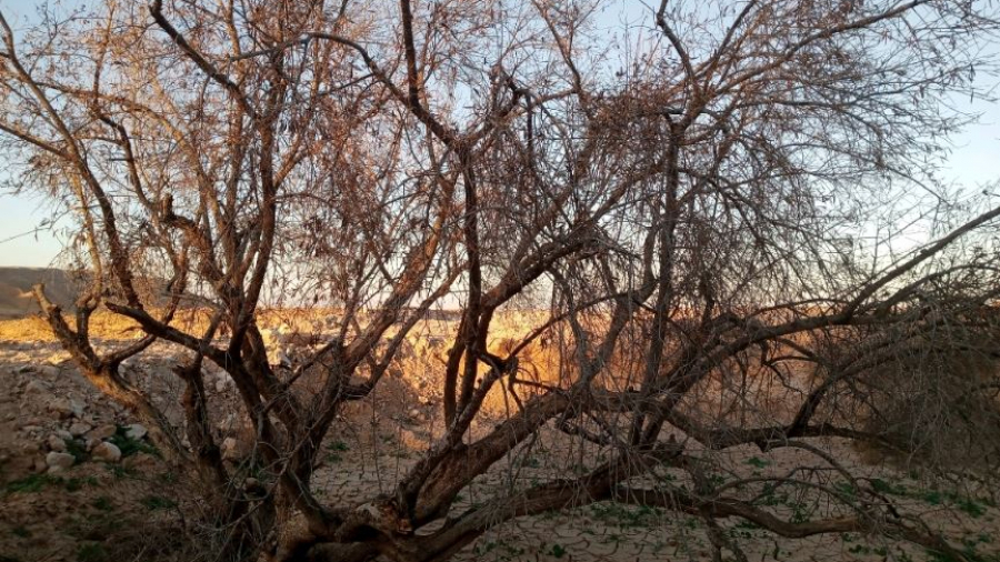 Tunisie – Tataouine : Destruction de 650 mille oliviers à cause de la sécheresse