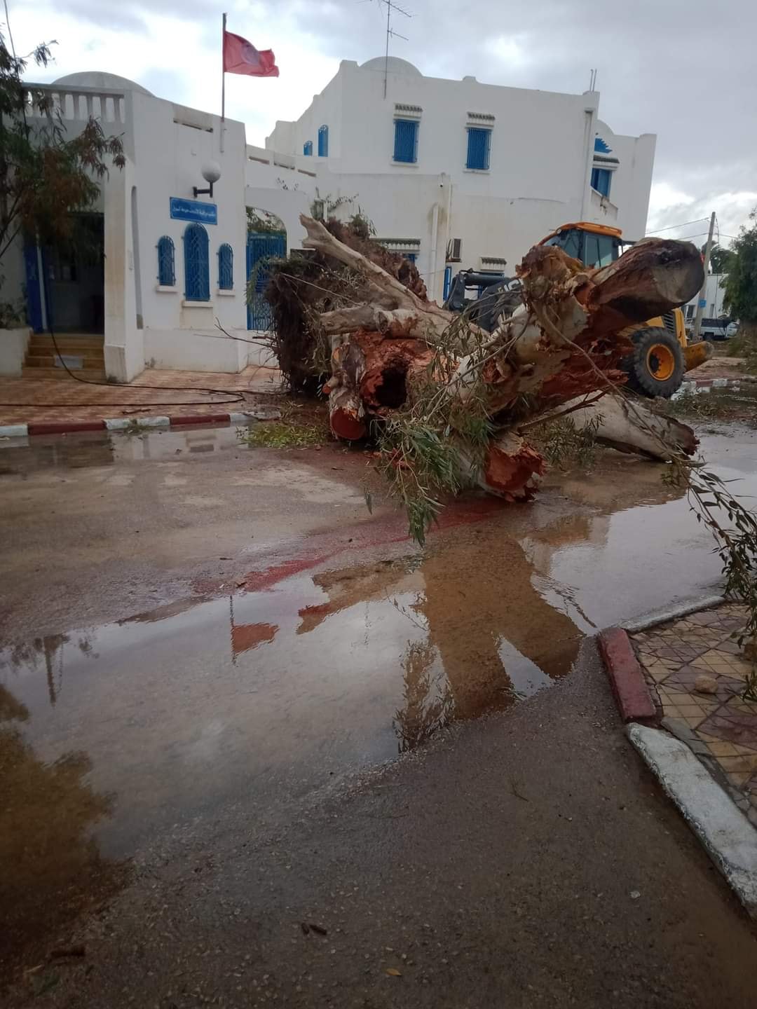 Djerba: Arbres déracinés, poteaux électriques couchés…Les images des dégâts causés par le vent (Photos)