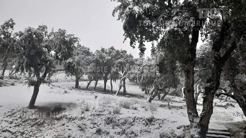 La neige couvre les hauteurs de Jendouba [Photos]