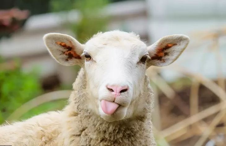 Aïd El Idha  : A quel prix est proposé le mouton du sacrifice cette année ?