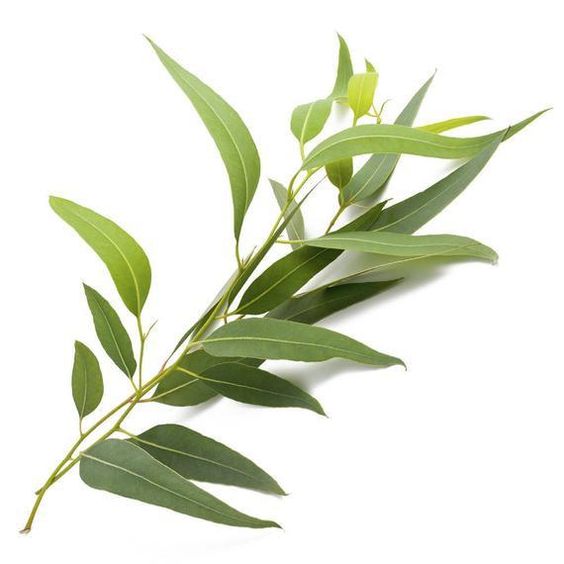 Les bienfaits d’Eucalyptus