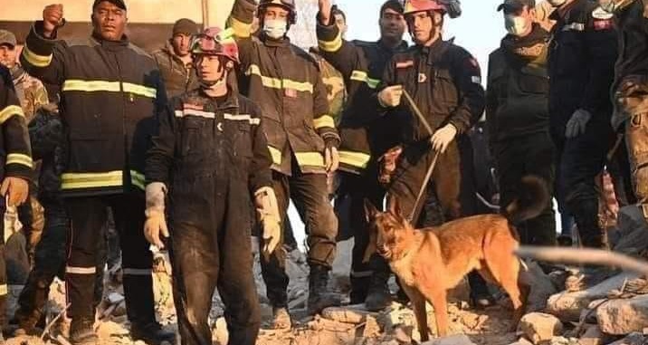 Un chien de secours tunisien érigé en héros national en Syrie