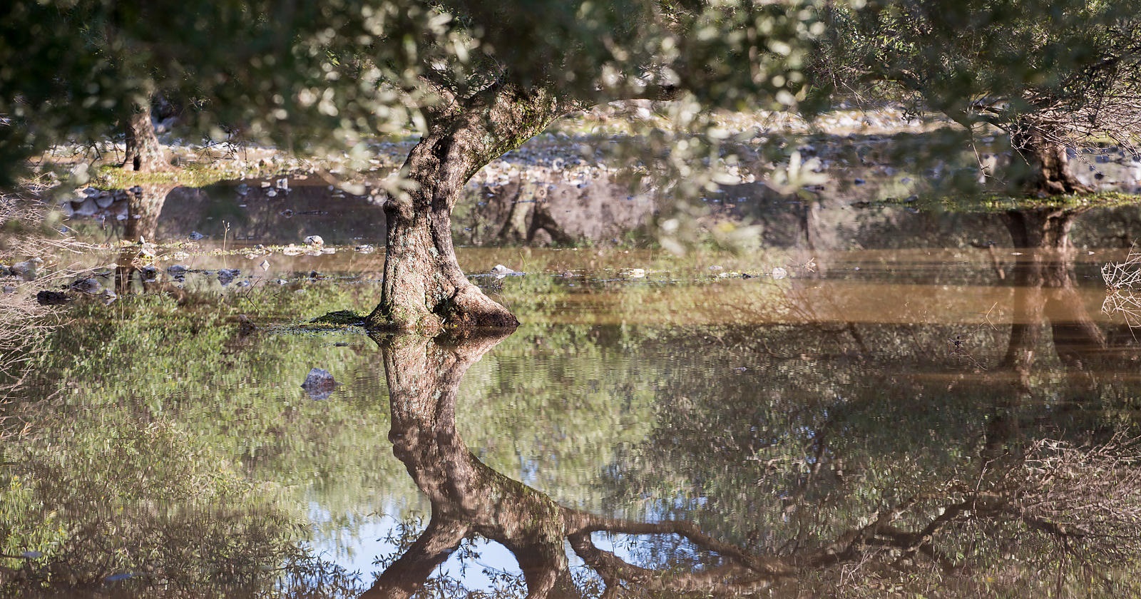 Tunisie – Sousse : Les oliveraies sauvées de justesse