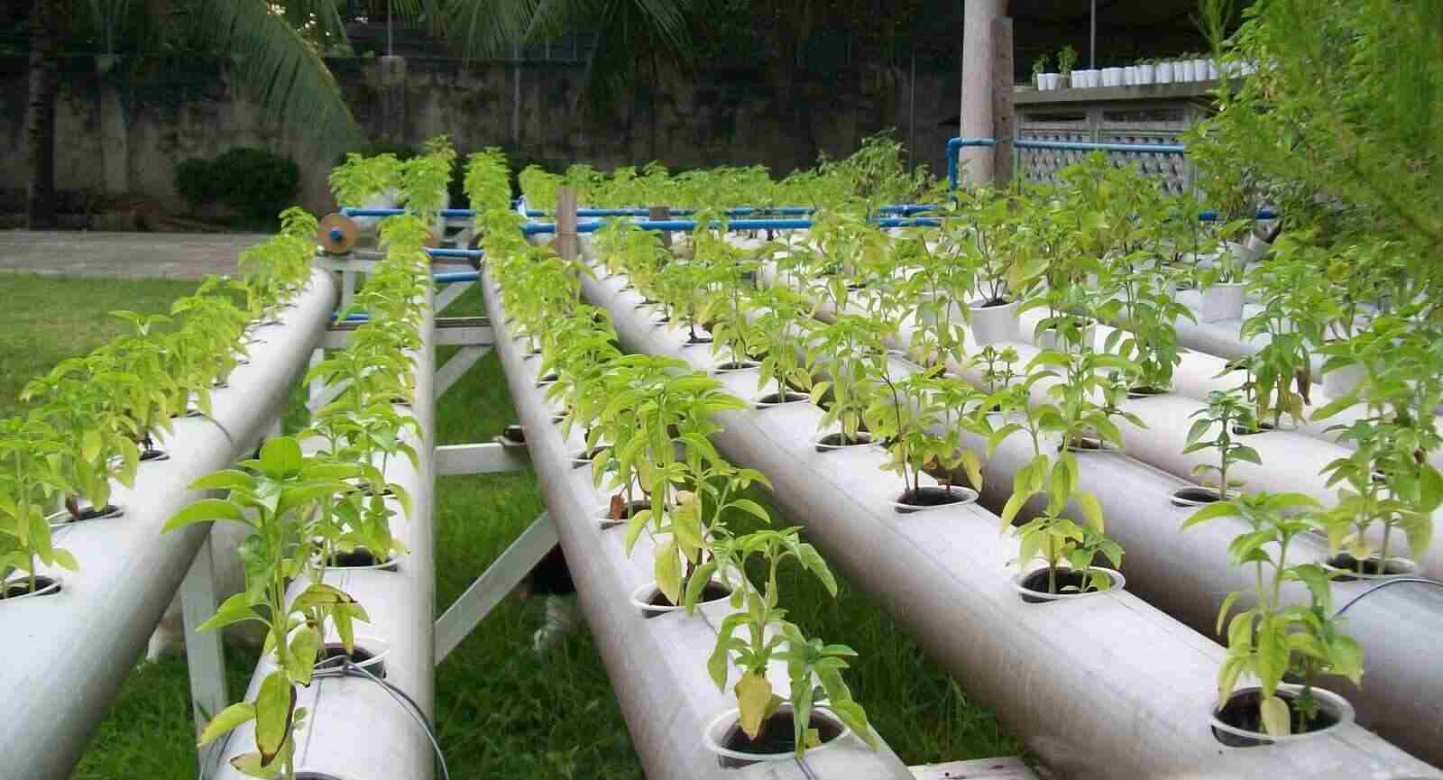 L’agriculture hors sol, une alternative pour lutter contre la pénurie d’eau en Tunisie