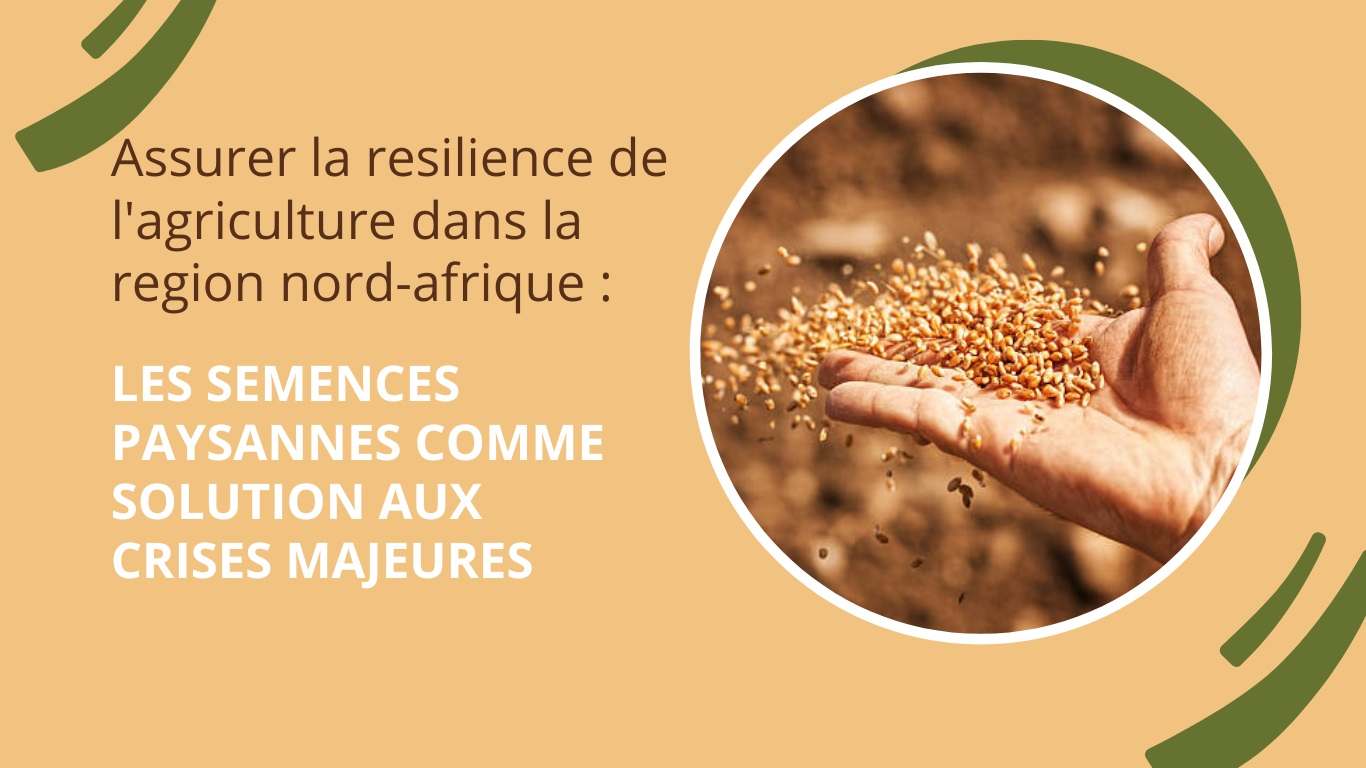 La Tunisie ne dispose pas de cadre règlementaire protégeant les systèmes semenciers paysans contre les OGM (Etude)