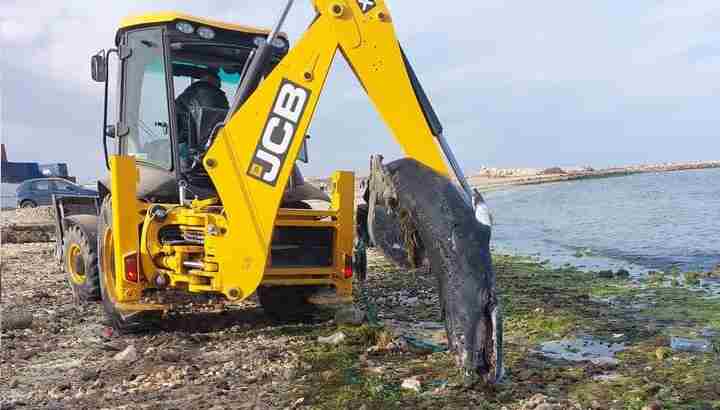 Tunisie – Sfax : Une baleine échouée sur la plage du Casino
