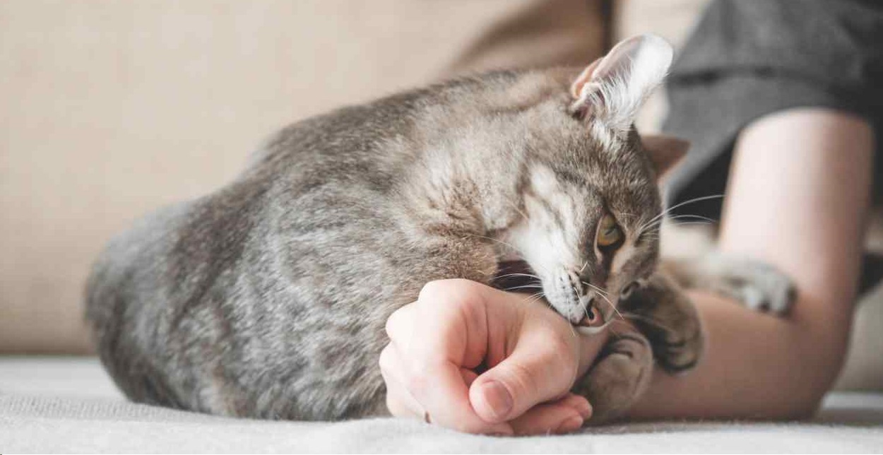 Grande Bretagne : Apparition d’une maladie rare transmissible par les chats