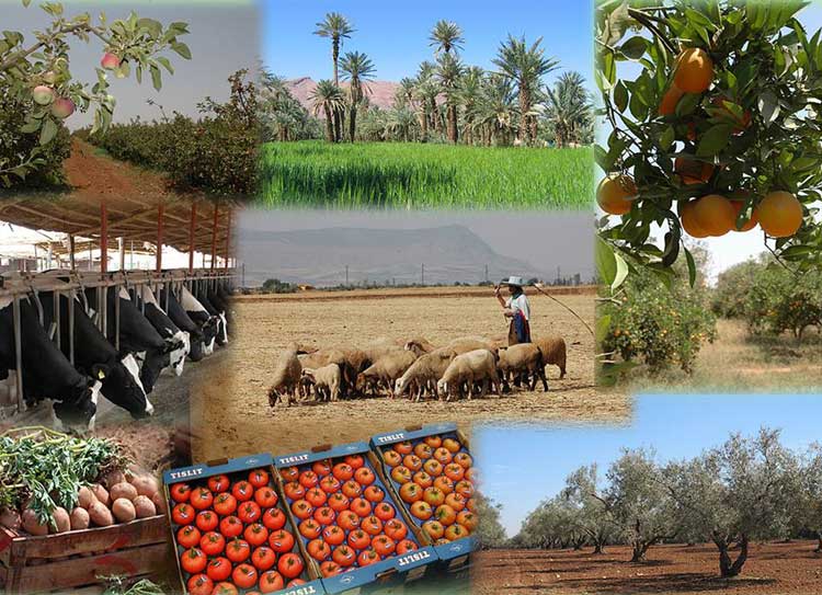 Algérie : l’autosuffisance alimentaire d’ici 2024-2025, l’engagement fort de Tebboune