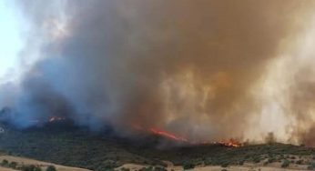 Tunisie – VIDEO : Béja : Un incendie détruit plus de 30 hectares de pinède