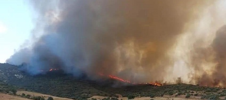 Tunisie – VIDEO : Béja : Un incendie détruit plus de 30 hectares de pinède