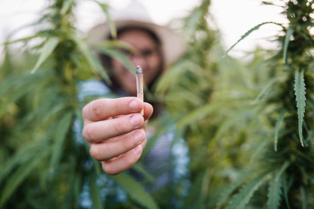 La première usine de cannabis s’installe au Maroc