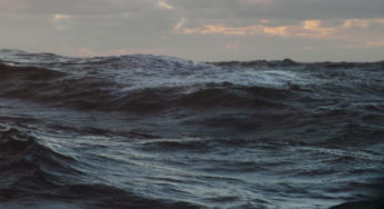 Record mondial de température en surface des océans : Une menace pour la vie marine