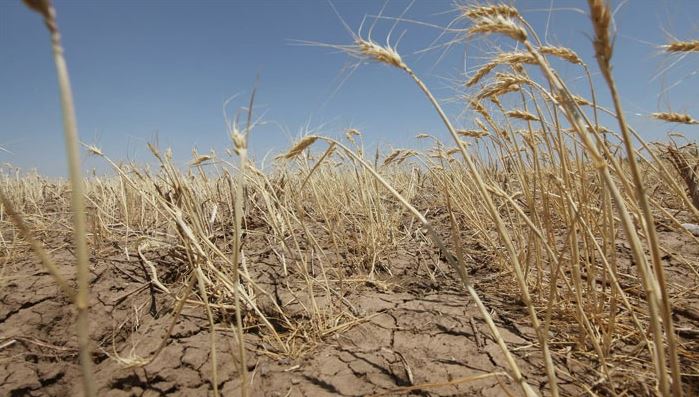 L’UTAP prévoit une saison catastrophique dans les régions céréalières