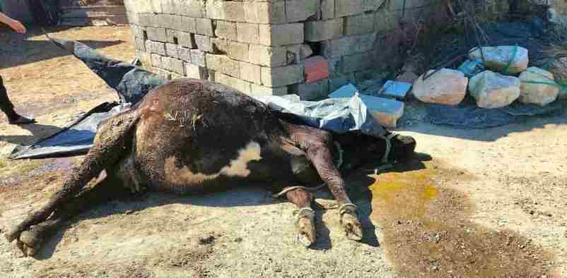 Tunisie – Mort mystérieuse de cinq vaches chez un éleveur de Mateur