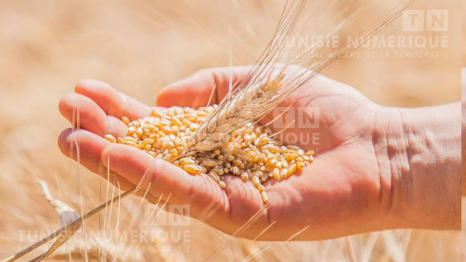 La sécheresse menace la récolte de céréales à Béja