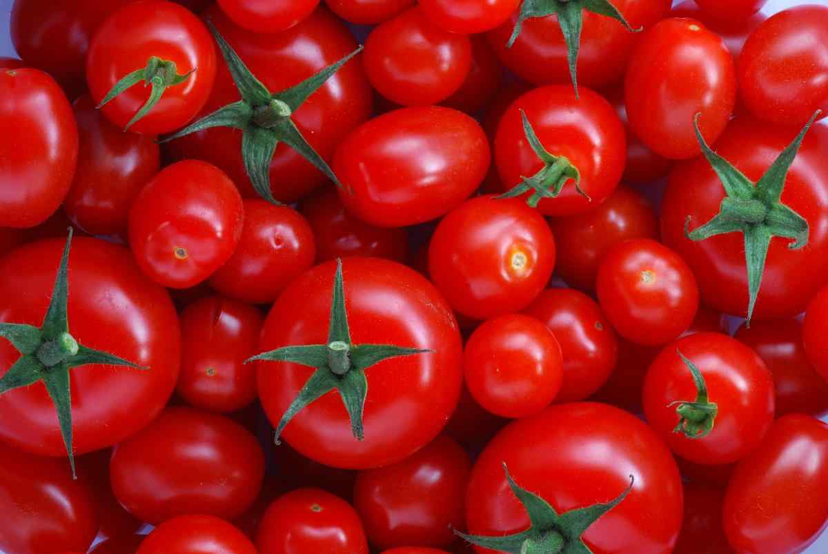 Nabeul: Baisse de la production des tomates ( Déclaration)   