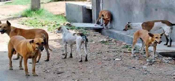 Tunisie – Jendouba : Un foyer de rage animale suscite la panique à Balta Bouaouane