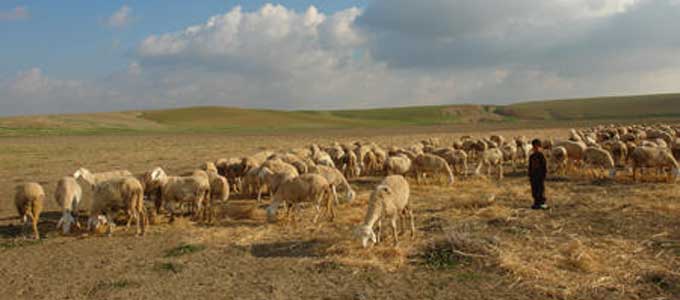 Tunisie – Les éleveurs à Médenine en état d’alerte après l’apparition de la fièvre aphteuse dans les élevages en Libye