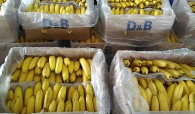 Saisie 146 kg de bananes à Kasserine