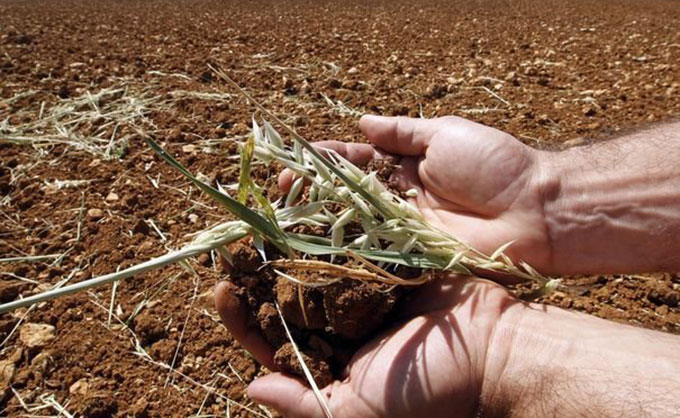 La récolte céréalière à Sidi Bouzid endommagée en raison des précipitations