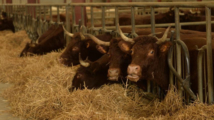 Kasserine : Des grandes quantités de Sedari fournies aux éleveurs de bovins ( Audio)
