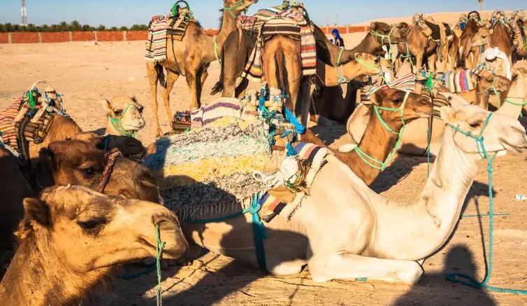 Tozeur: Les indicateurs touristiques sont au vert