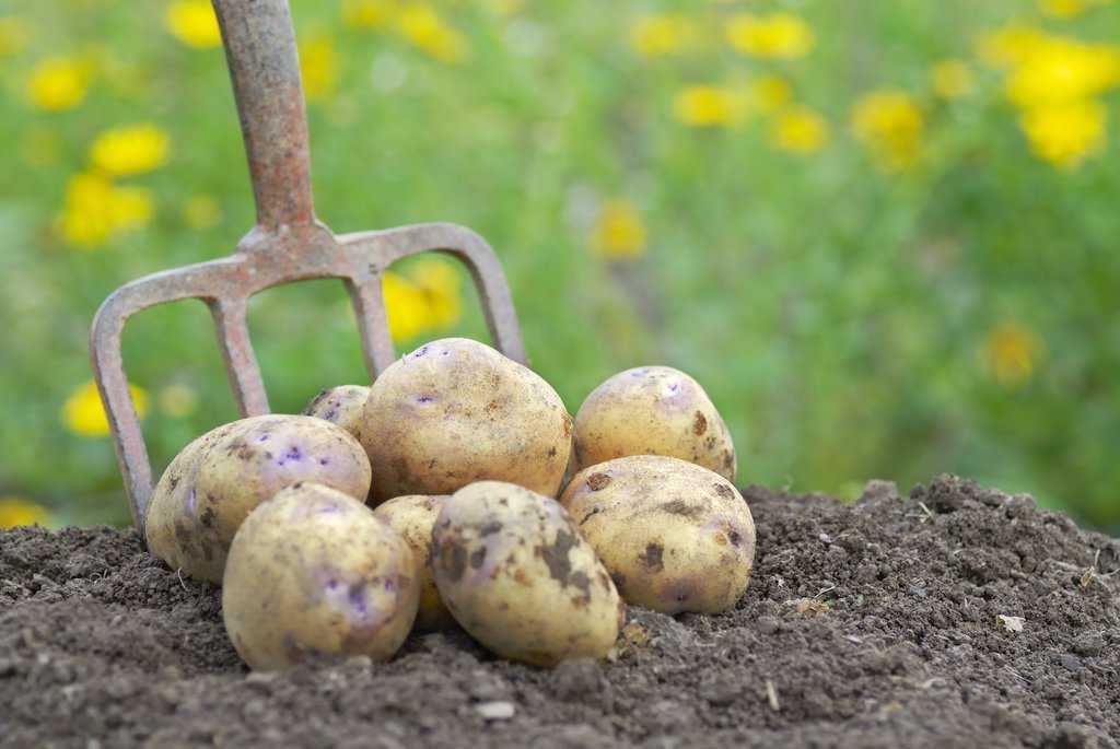 Nabeul: Démarrage de la saison de récolte des pommes de terre (Déclaration)